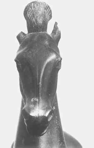 horse face markings. Front view of the horse